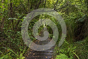 Wooden walkway through a forest