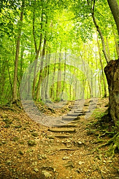 Wooden walkway into the forest.