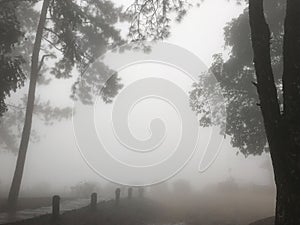 Wooden walkway in the forest surrounded with fog in the winter morning