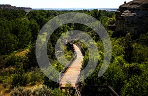 A wooden walkway through forest of trees