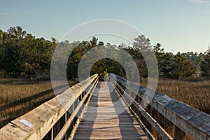 wooden walkway going over marshy area with trees in background