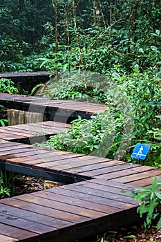 Wooden walkway inside tropical rainforest