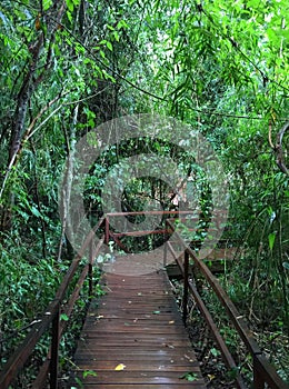 Wooden walkway in the jungles of Iguazu Falls, Argentina