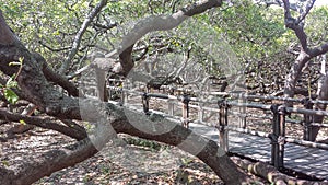 Wooden walkway in the largest cashew tree of the world photo