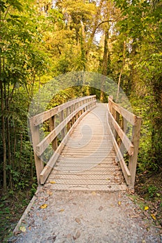 Wooden walkway leading to tropical deep forest jungle