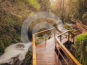 Wooden walkway through a lush forest with a flowing stream, surrounded by moss-covered rocks and trees, creating a serene and photo