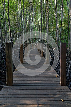 Wooden walkway in the mangrove forest