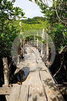 A wooden walkway through the mangrove forest on southern tip of the Koh Chang island, Thailand.