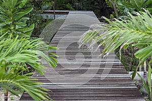 Wooden walkway in the mangrove forest for tourists who want to be close to nature.