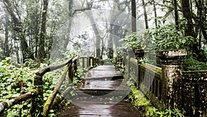 Wooden walkway with Moss around the in rain Grain and fog forest in the morning at Chiang Mai Province, Thailand shooting by Smart
