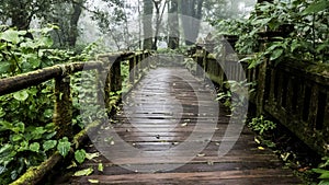 wooden walkway with Moss around the in rain Grain and fog forest in the morning at Chiang Mai Province, Thailand shooting by Smart