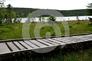 Wooden walkway in a nature reserve in a spruce forest in the mountains over a waterlogged peat bog, gray solid wood across 1m wide