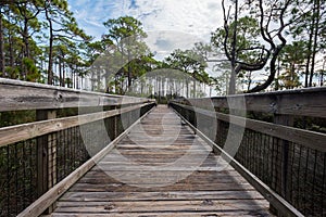 Wooden Walkway Over Marsh