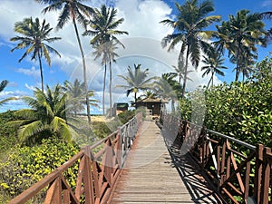Wooden walkway over vegetation