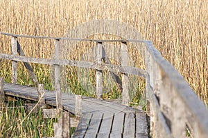 Wooden walkway passing in swamps in a national park in Sweden