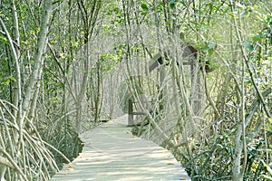 Wooden walkway with pavilion for rest in mangrove forest, conservative environment