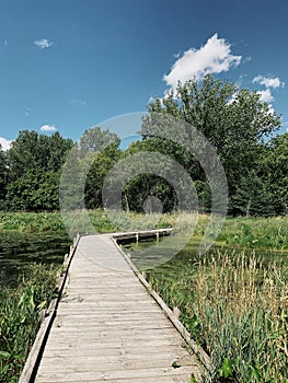 Wooden walkway through a pond leading to the green forest on a sunny day