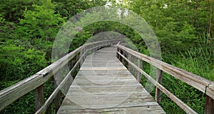 Wooden walkway with rails curving through green trees