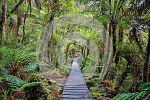 Wooden walkway in the rain forest. New Zealand