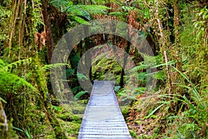 Wooden walkway in the rain forest. New Zealand