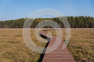 Wooden walkway on the territory of Sestroretsk swamp reserve. Saint-Petersburg. Russia