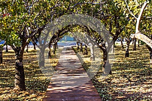 Wooden Walkway Thru Grove Of Trees