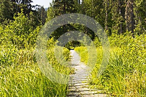 Wooden walkway to lake