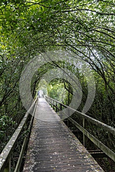 Wooden Walkway, Steinhuder Meer, Germany photo