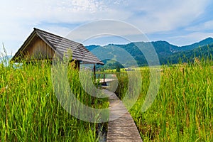 Wooden walkway to Weissensee lake shore with traditional boat house in tall grass, Austria