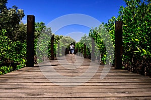 Wooden Walkway in Tungprongthong Nature Preserve and Forest at Klaeng, Rayong ,Thailand