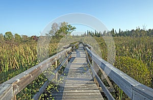 Wooden Walkway into a Wilderness Bog