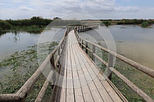 Wooden walkways cross the lagoons of the El Hondo natural park photo