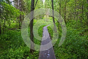 Wooden walkways padded through the forest moorland.