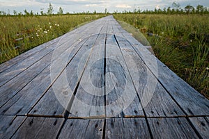 Wooden walkways  for a walk through the swamp