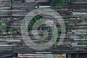 Wooden wall decorated with ornamental plants