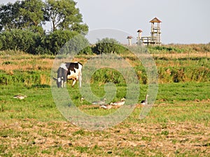 Wooden watchtower, goose and cow , Lithuania