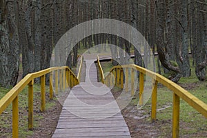 Wooden way in dancing pine forest in Zelenogradsk