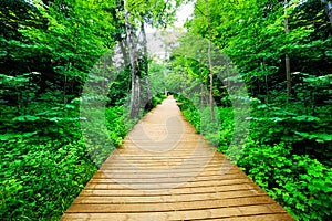 Wooden way in green forest, lush bush.