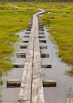 Wooden wet pathway through swamp wetlands with small pine trees, marsh plants and ponds, a typical Western-Estonian bog. Nigula