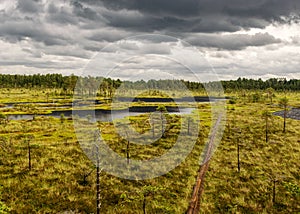 Wooden wet pathway through swamp wetlands with small pine trees, marsh plants and ponds, a typical Western-Estonian bog. Nigula