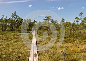 Wooden wet pathway through swamp wetlands with small pine trees, marsh plants and ponds, a typical Western-Estonian bog. Nigula