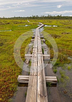 Wooden wet pathway through swamp wetlands with small pine trees, marsh plants and ponds, a typical Western-Estonian bog. Nigula