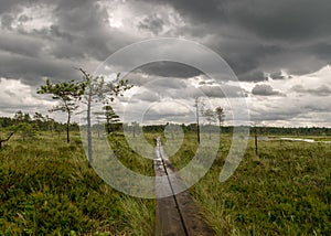 Wooden wet pathway through swamp wetlands with small pine trees, marsh plants and ponds, a typical Western-Estonian bog. Nigula