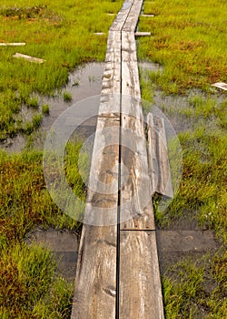 Wooden wet pathway through swamp wetlands with small pine trees, marsh plants and ponds, a typical Western-Estonian bog. Nigula