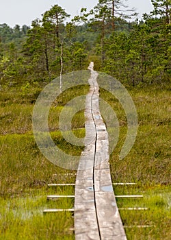 Wooden wet pathway through swamp wetlands with small pine trees, marsh plants and ponds, a typical Western-Estonian bog. Nigula