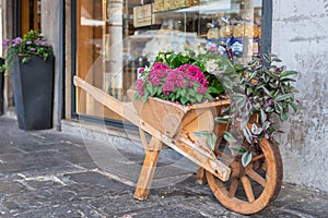 Wooden wheelbarrow with blooming flowers