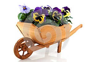 Wooden wheelbarrow with Pansies photo