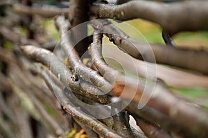 Wooden wicker fence of branches made of twigs