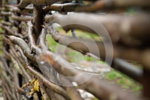 Wooden wicker fence of branches made of twigs