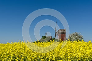 Wooden windmills by a blossom canola field